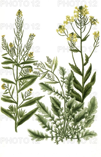 Various species of rocket, a. Eruca sativa, b. Eruca sylvestris latifolia, c. Eruca sylvestris angustifolia, Historical, digitally restored reproduction from a 19th century original