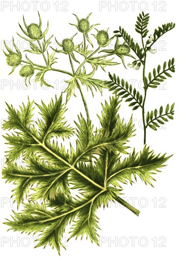 Ervum semine and Eryngium vulgare, Man's Thistle, Historic, digitally restored reproduction from a 19th century original
