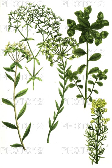 Spurge family, a. Esula, syn Tithymalus paralius, b. Esula minor, c. Esula syn Tithymalus siculus, d. Esula syn Tithymalus helioscopius, e. Esula syn Tithymalus minimus, Historic, digitally restored reproduction from a 19th century model