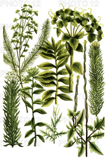 Erysimum jrio, Wegsenf, Erysimum altissimum, officinarum, Esula linaria and Esula dendroides, varieties of celandine, Historical, digitally restored reproduction from a 19th century original