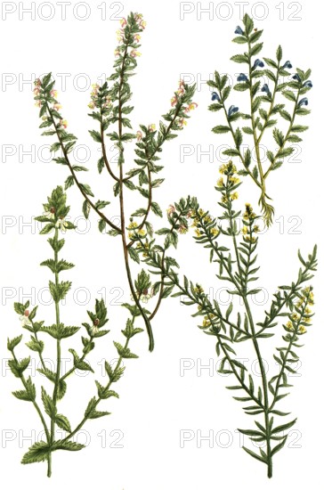 Eyebright, Euphrasia officinarum, coerulea, purpurea, lutea, Historical, digitally restored reproduction from a 19th century original