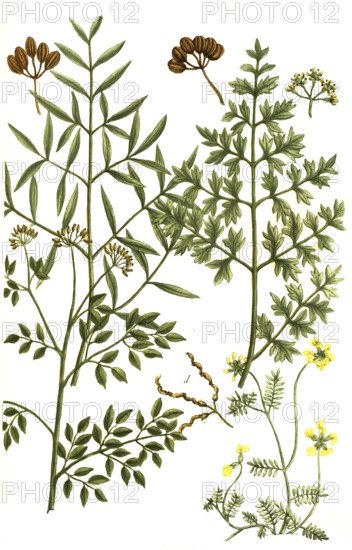 A. Ferula amoniaca, Ammoniacum gummi, vel Gummi hammoniacum, b. Ferula galbaniflua, Galban resin, c. Ferula sagapenifery, d. Ferrum equinum, Sagapenum resin, Historic, digitally restored reproduction from a 19th century original