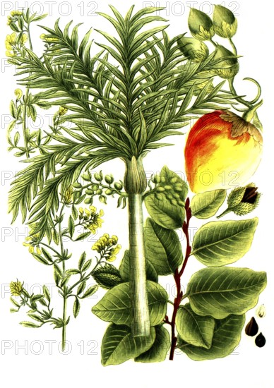 A. Fagus fau, beech, b. Falcata sylvestris, betel nut palm, c. Falcata altera, shag syn areca vel pinang, areca palm, Historical, digitally restored reproduction from a 19th century original