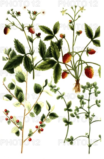 A. Foenum graecum, Trigonella foenum-graecum, fenugreek, b. Foernum graecum sylvestre, wild fenugreek, c. Fragaria vulgaris, wild strawberry, d. Fragaria hortensis, garden strawberry, e. Frangula avernus, alder tree, Historic, digitally restored reproduction from a 19th century original
