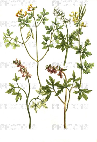 Earth smoke, Fumaria siliguosa, bulbosa (4 varieties), historical, digitally restored reproduction from an original from the 19th century