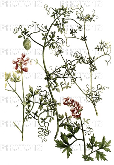 Fumitory, a. Fumaria bulbosa, b. Fulmaria bulbosa radice cava, c. Fumaria africana, d. Fumaria siliquosa americana, Historic, digitally restored reproduction from a 19th century original