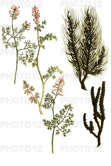 Fucus ericae, Fucus quercus, Fumaria vulgaris, Fumaria terifolia, Historical, digitally restored reproduction from a 19th century original