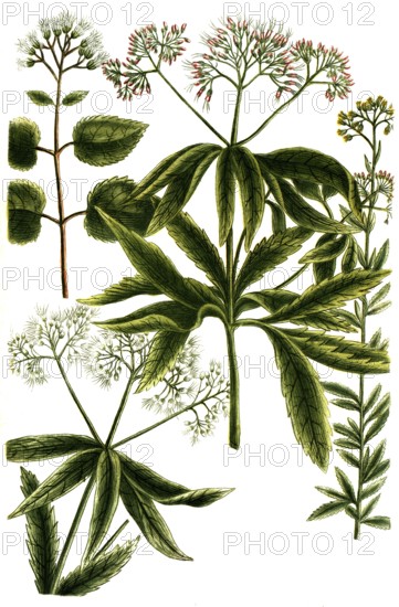 A. Eupatorium cannabinum, water eupatorium, b. Eupatorium herba, c. Eupatorium ageratum, d. Eudpatorium canadense, Historic, digitally restored reproduction from a 19th century original