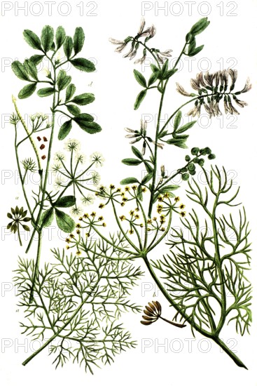 A. Foeniculum commune, fennel, b. Foeniculum vulgare var. dulce, spice fennel, c. Foenum burgundiense, sickle clover, d. Foenum graecum, fenugreek, Historical, digitally restored reproduction from a 19th century original