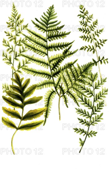 A. Filix fontana minor, Fougiere, Brunn fern, b. Filix ramosa major, Fougiere femelle, Fern, c. Filix indica polypodii facie, d. Filix silvestris foliis elegantissime dentatis, e. Filix minor foemina vulgaris dentata, Historic, digitally restored reproduction from a 19th century original