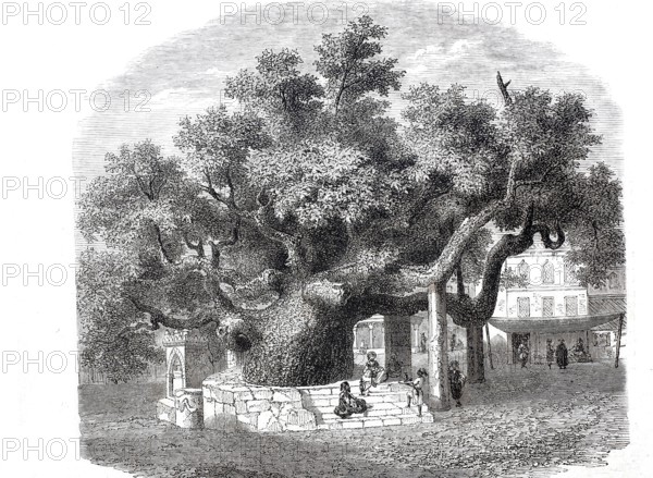 The old plane tree of Hippocrates, Platanus orientalis, on the large square of the island of Kos, supposedly over 2400 years old, here around 1860, Greece, Historical, digitally enhanced reproduction from an original around 1860
