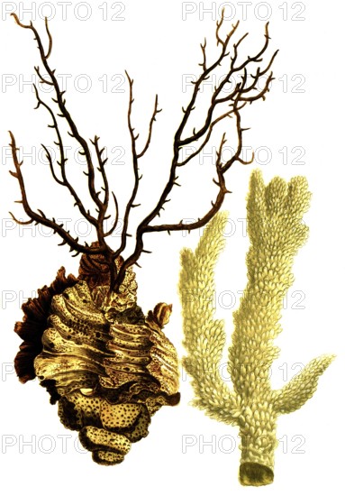 Various species of coral, Corallina spinosa supra purpura, albi lapidosa, Historical, digitally restored reproduction from a 19th century original