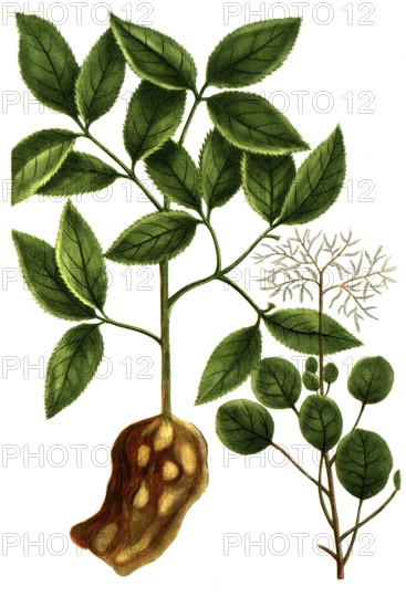 Costus arabicus, spiral ginger, and Cotinus coccigria, wig shrub, historical, digitally restored reproduction from a 19th century original