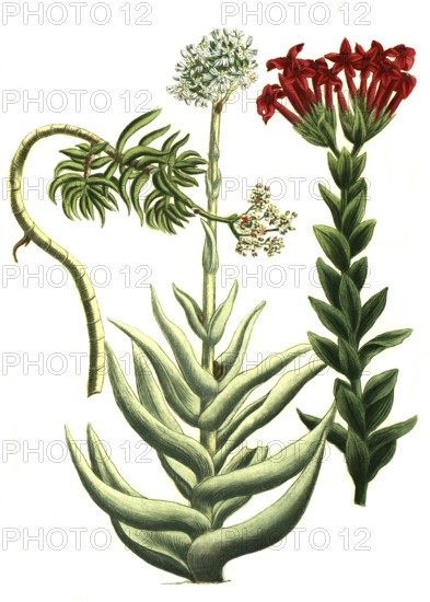Cotyledon is a genus of the family Cotyledonaceae, here cotyledon africanum, perfoliatum, majus arborescens, Historic, digitally restored reproduction from a 19th century original