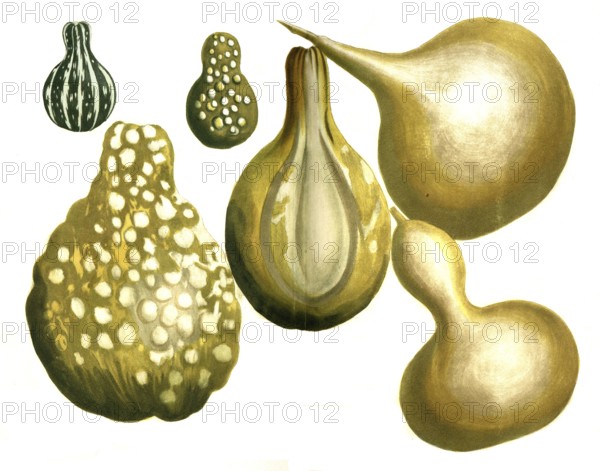 Bottle gourd Cucurbita lagenaria, variations of the gourd, matraciforma, pyriformis variegata, pyriformis verrucosa, pyriformus verrucosa major, pyriformis maculosa, Historical, digitally restored reproduction from a 19th century model