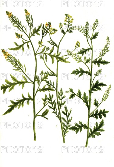 Eruca sylvestris flore albo, White mustard and Eruca palustris lutea, Historical, digitally restored reproduction from a 19th century original