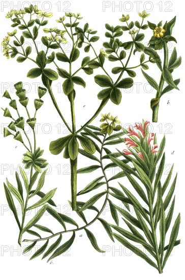 Spurges, a. Esula sicula, b. Esula caule crasso, c. Esula arborescens, marsh spurge, d. Esula syriaca major, e. Esula rotunda, round-leaved spurge, Historic, digitally restored reproduction from a 19th century model