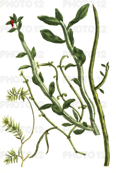 Spurges, Esula fruticosa, juncea, indica and tithymalus, historical, digitally restored reproduction from a 19th century original
