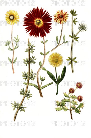 Various species of Ficoides africana, Historical, digitally restored reproduction from a 19th century model