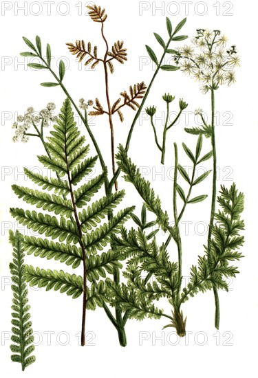 A. Filicula alpina crispa, b. Filipendula aquatica, c. Filipendula vulgaris, Filipendula vulgaris, d. Filiae mas vulgaris, Historic, digitally restored reproduction from a 19th century original