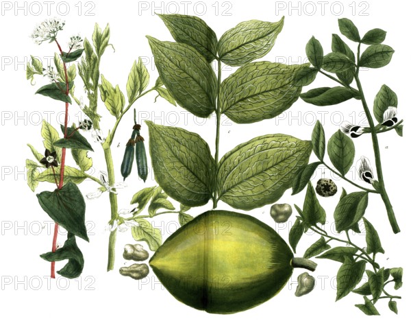 A. Faba major, bean, b. Faba minor, horse bean, c. Faba St. Ignatii, fever bean, d. Fagopyrum minus, heather grain, e. Fagobyrum syn Frumentum saracenicum, buckwheat, Historic, digitally restored reproduction from a 19th century original