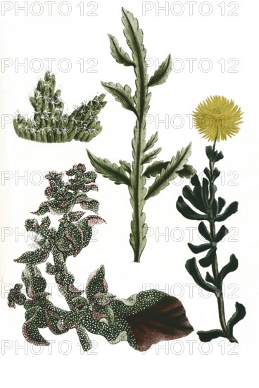 Ficoides afra, africana, peregrina, scolopendrice, Historical, digitally restored reproduction from a 19th century model