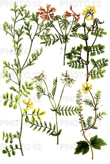 A. Coronilla, hatchet weed, b. Coronilla flore vario, bird vetch, c. Coronilla matitima, d. Coronilla montana, mountain vetch, e. Coronilla indica, f. Cortusa americana, g. Coronopus, crow's foot, historical, digitally restored reproduction from a 19th century original