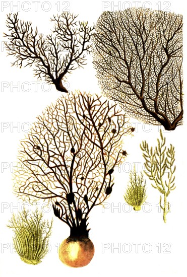 Corallina, various types of coral, historical, digitally restored reproduction from a 19th century model
