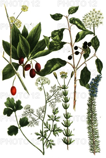 A. Coriandrum, coriander, b. Coris lutea, c. Coris coerulea, d. Cornus mas, cornelian cherry, e. Cornus foemina, stiff dogwood and marsh dogwood, Historic, digitally restored reproduction from a 19th century original