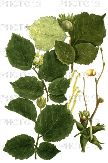Different varieties of hazel, hazelnut, Corylus sativa, hortensis, sylvestris, Historical, digitally restored reproduction from a 19th century original