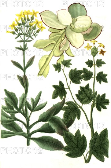 Cotyledon is a genus of the family Cotyledonaceae, here Cotyledon africanum, africanum folio erasso, serratifolium, Historical, digitally restored reproduction from a 19th century original