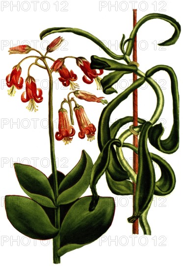Cotyledon is a genus of the family Cotyledonaceae, here Cotyledon africanum, rotundioribius, historical, digitally restored reproduction from a 19th century original