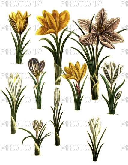 Saffron, Crocus sativus and spring crocus, Crocus vernus, Historical, digitally restored reproduction from a 19th century original