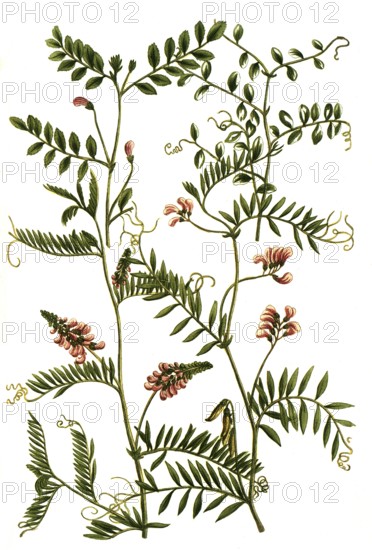 A. Gracca bengalensis hirsuta, b. Gracca piso sylvestris, c. Gracca sylvatica, 4. Gracaa repens maxima flore rubro, Historic, digitally restored reproduction from a 19th century original