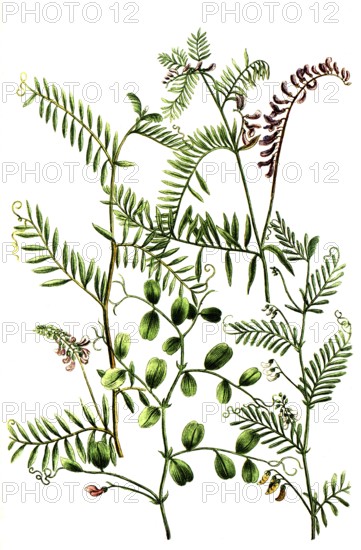 A. Gracca major sylvestris, b. Gracca minor siliquis plurimis, c. Gracca vulgaris latifolia, d. Gracca sylvatica maxima flore purpureo, Historic, digitally restored reproduction from a 19th century original