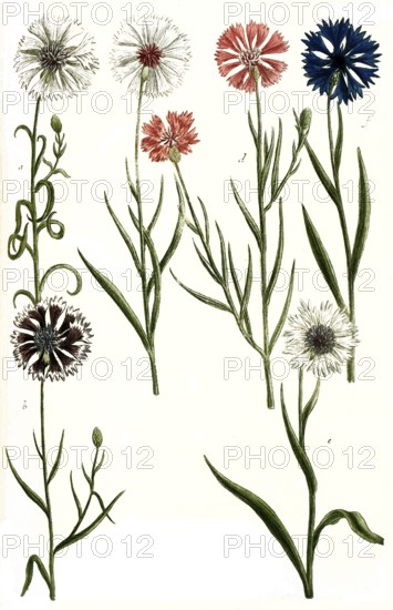 Variations of the cornflower, a. Cyanus albus, b. Cyanus hortensis, c. Cyanus albus flore rubro, d. Cyanus hortensis, e. Cyanus segetum, f. Cyanus segetum flore coeruleo, Historic, digitally restored reproduction from a 19th century model