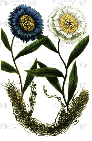 Cuscuta cuscute, flax-silk, white-flowered cornflower Cyanus major latifolius flore albo, cornflower Cyanuns major latifolius caeruleo, Historical, digitally restored reproduction from a 19th century original