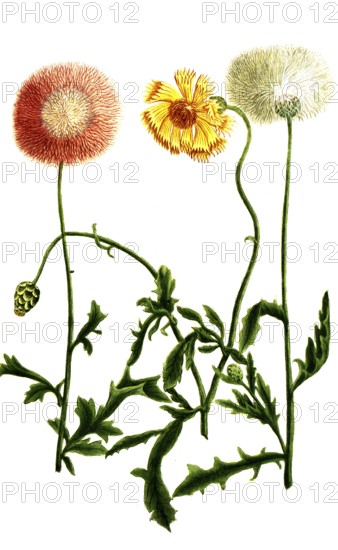 Variations of the cornflower, a. Cyanus orientalis flore purpureo, b. Cyanus odoratus major flore albo, c. Cyanus turcicus flore luteo odorato, Historic, digitally restored reproduction from a 19th century original