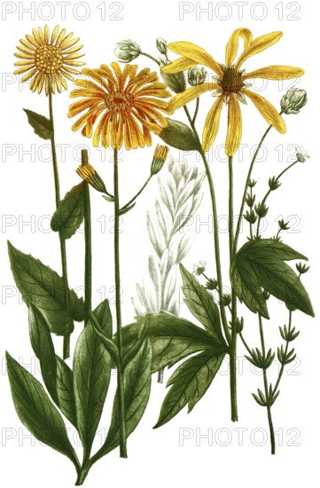 Various species of doronicum, maximum, plantagenis, vulgare, argentum, monspeliensium, Historical, digitally restored reproduction from a 19th century original
