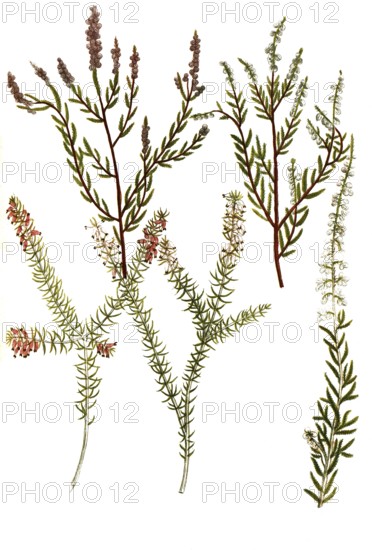 A. Erica vulgaris, broom heather, b. Erica vulgaris rubra, c. Erica folio myricae flore albo, d. Erica junipero flore carneo, e. Erica junipero flore rubro, juniper heather, Historic, digitally restored reproduction from a 19th century original