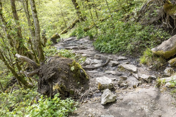 Hiking trail in the Wutach Gorge, Black Forest, Baden-Württemberg, Germany