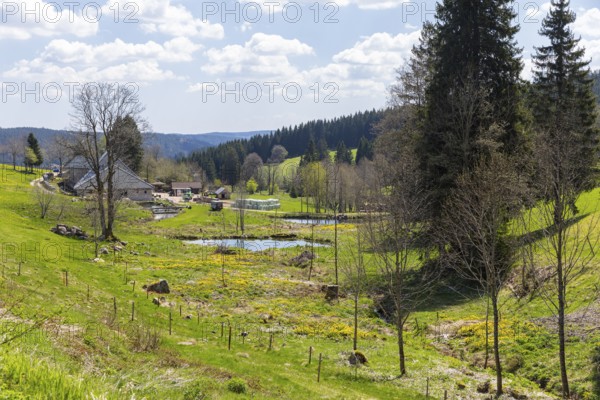Upper reaches of the Breg, which becomes the Danube, shortly after the source, Furtwangen in the Black Forest, Baden-Württemberg, Germany
