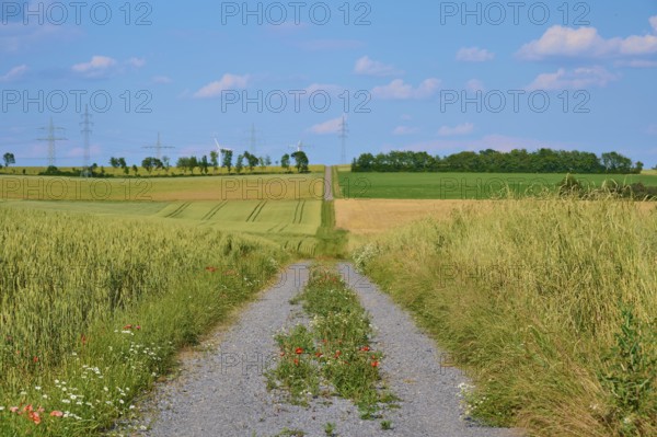 A gravel path between green fields with flowers under a blue sky, Marktheidenfeld, Bavaria, Germany