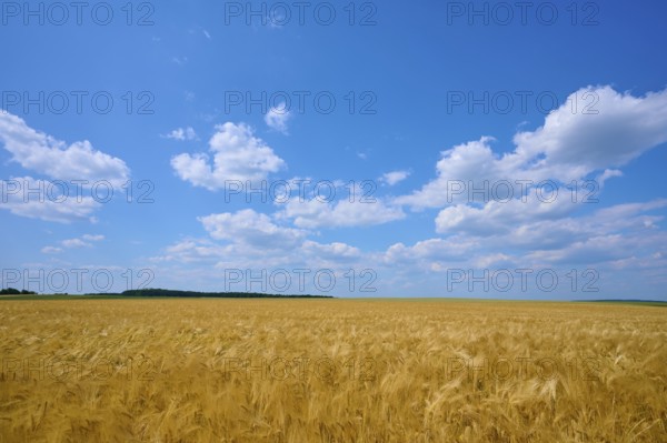 Golden yellow barley field under a wide blue sky with white clouds, summer, Höhefeld, Wertheim, Baden-Württemberg, Germany