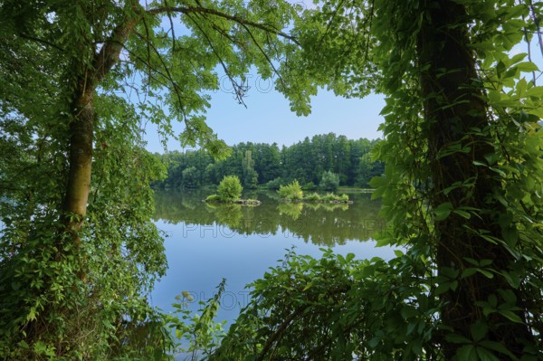 A dense forest surrounds a calm river with clear water reflecting the riparian vegetation, summer, Grünenwört, Wertheim, Main, Main-Tauber-Kreis, Baden-Württemberg, Germany
