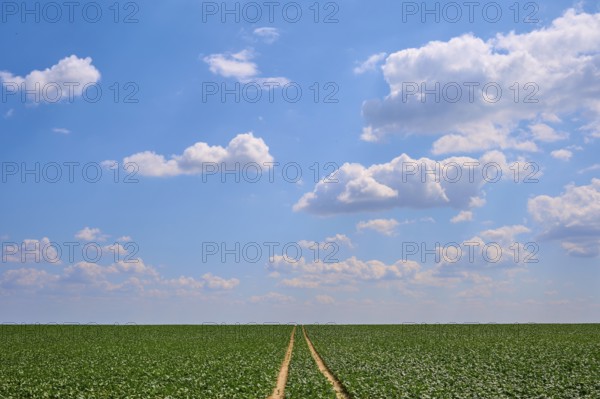 Wide sugar beet field with plants under blue sky and scattered clouds, a path leads into the distance, Hausen, Würzburg district, Mainfranken, Bavaria, Germany
