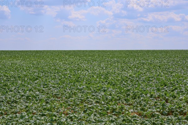 An endless sugar beet field with dense vegetation under a slightly cloudy sky, Hausen, Würzburg district, Mainfranken, Bavaria, Germany