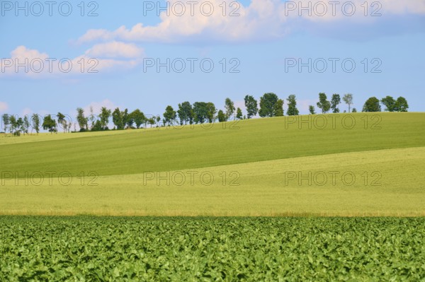 Hilly landscape with green fields and a row of trees under a blue sky with clouds, Marktheidenfeld, Bavaria, Germany