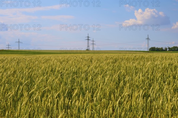 A large wheat field with electricity pylons and a blue, slightly cloudy sky, Marktheidenfeld, Bavaria, Germany
