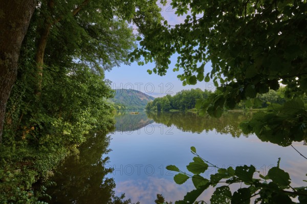 A lushly overgrown bank offering a view of a calm, reflecting river, summer, Grünenwört, Wertheim, Main, Main-Tauber-Kreis, Baden-Württemberg, Germany